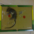 Rato anti rato rato armadilha com personalizado